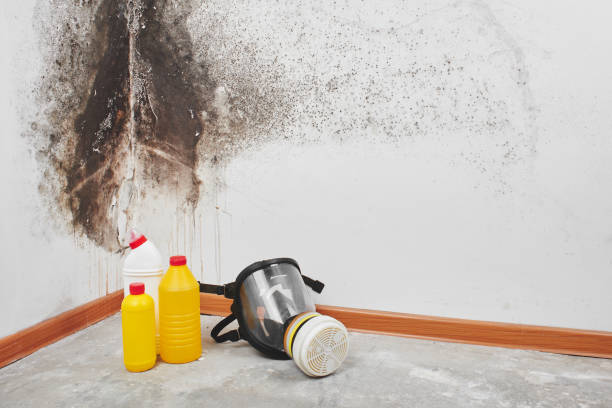 Best Black Mold Removal  in Carolina Forest, SC