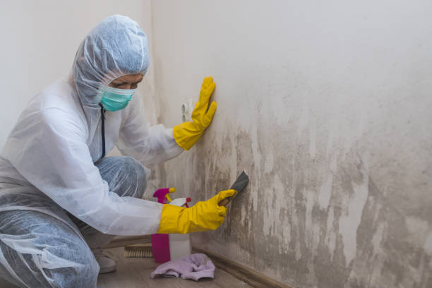 Best Commercial Mold Removal  in Carolina Forest, SC