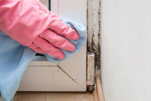 Best Mold Cleaning Services  in Carolina Forest, SC